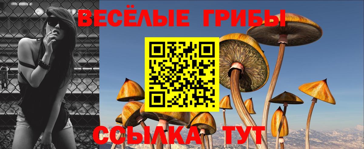 Кингисепп  Псилоцибиновые грибы Psilocybe  Вход с VPN  Галлюциногенные грибы MAGIC MUSHROOMS 